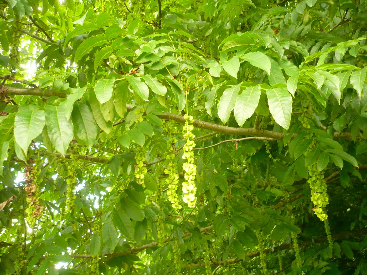 Pterocarya fraxinifolia (Juglandaceae)